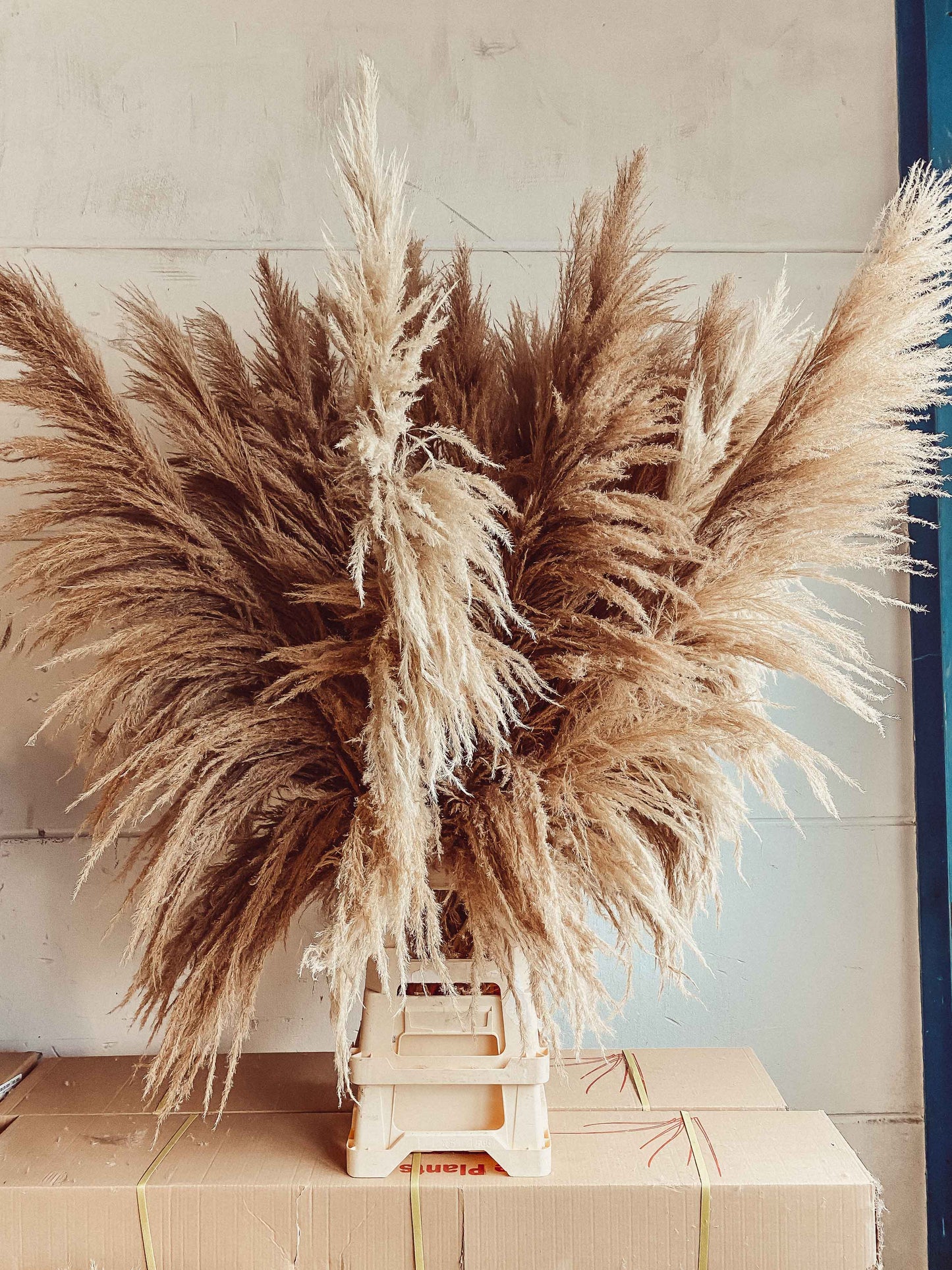 Boho Pampasgrass, Beige Natural Fluffy Large