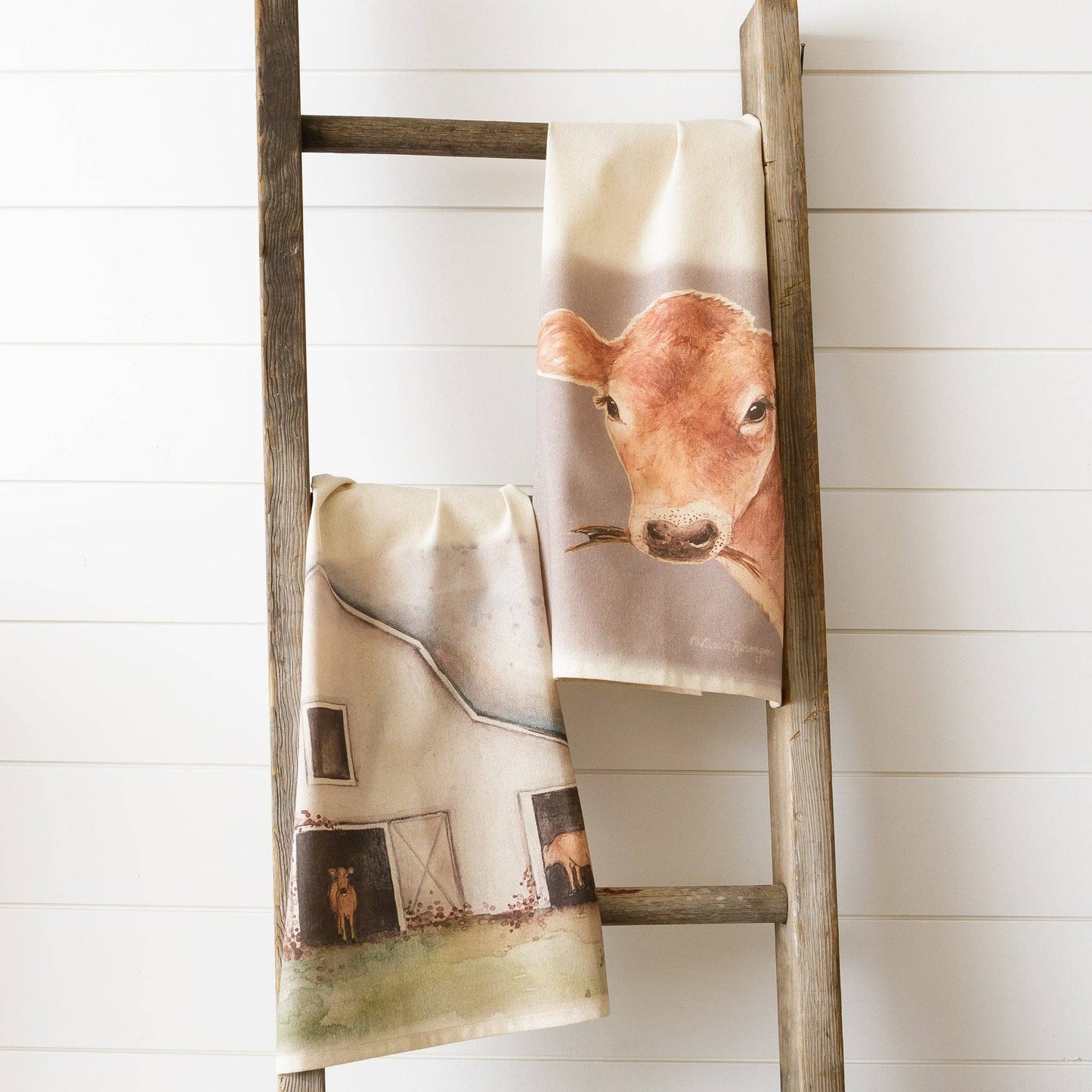 Tea Towels - Grazing Cow And Barn (PK/2 AST)
